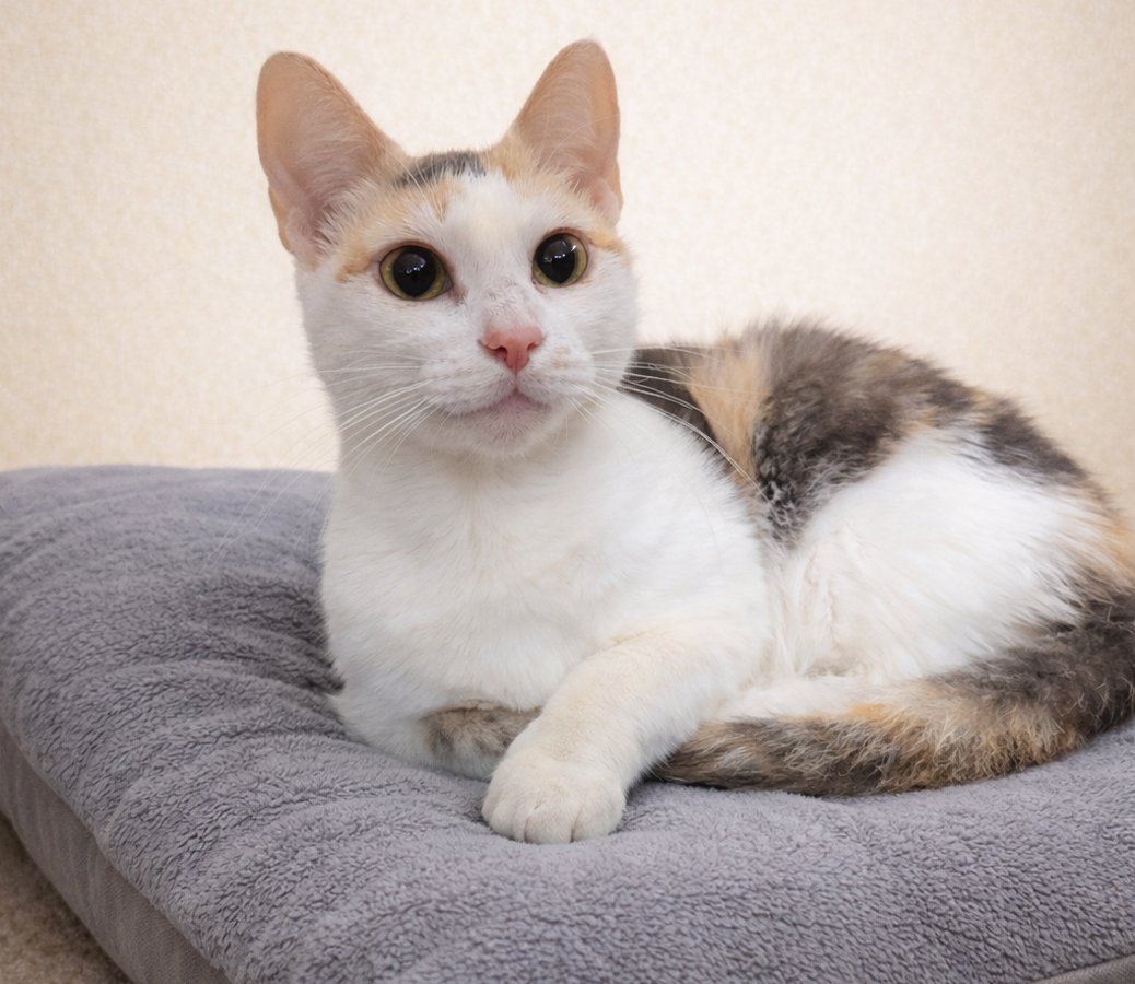 KITTEN MICHE' - Domestic Short Hair / Dilute Calico available for adoption