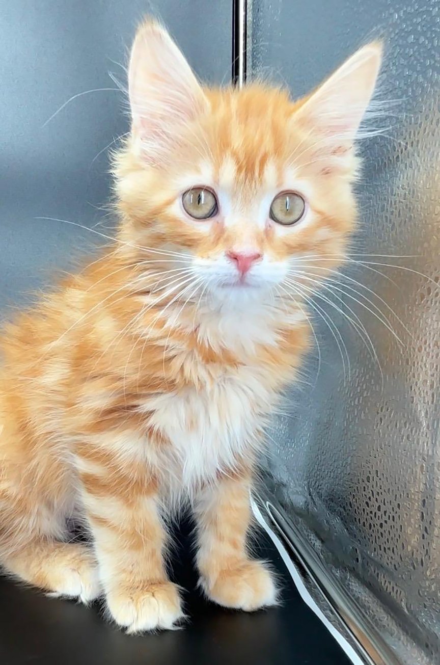 KITTEN TOLOUSE - Domestic Medium Hair available for adoption