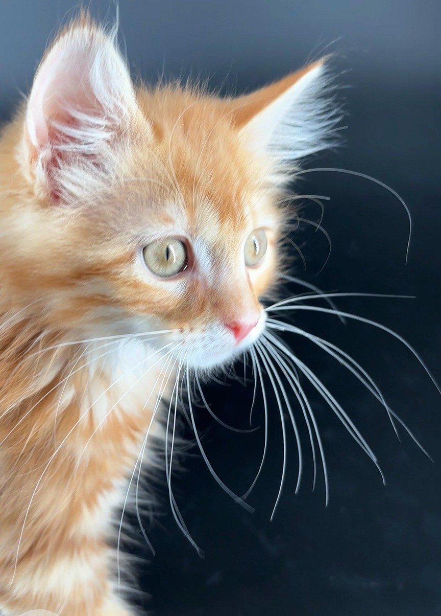 KITTEN TOLOUSE - Domestic Medium Hair available for adoption