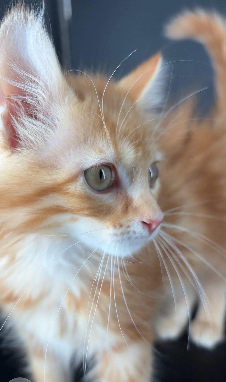 Kitten Tolouse - Photo 3