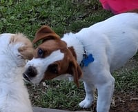 Lil Belle (She's deaf!) - Photo 2