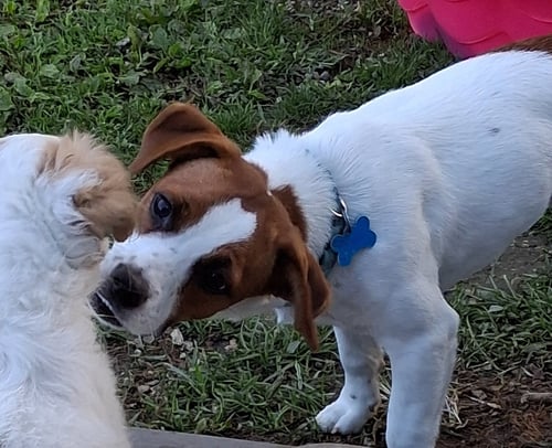 LIL BELLE (SHE'S DEAF!) - Dachshund / Beagle available for adoption