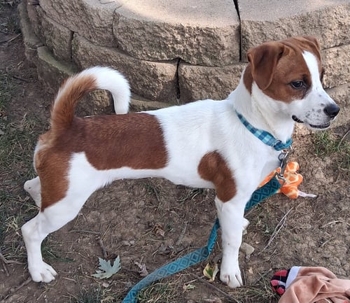 LIL BELLE (SHE'S DEAF!) - Dachshund / Beagle available for adoption