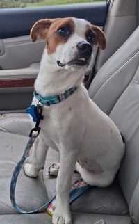 Lil Belle (She's deaf!) - Photo 3