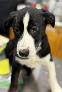 Olivia Puppy - Photo 1