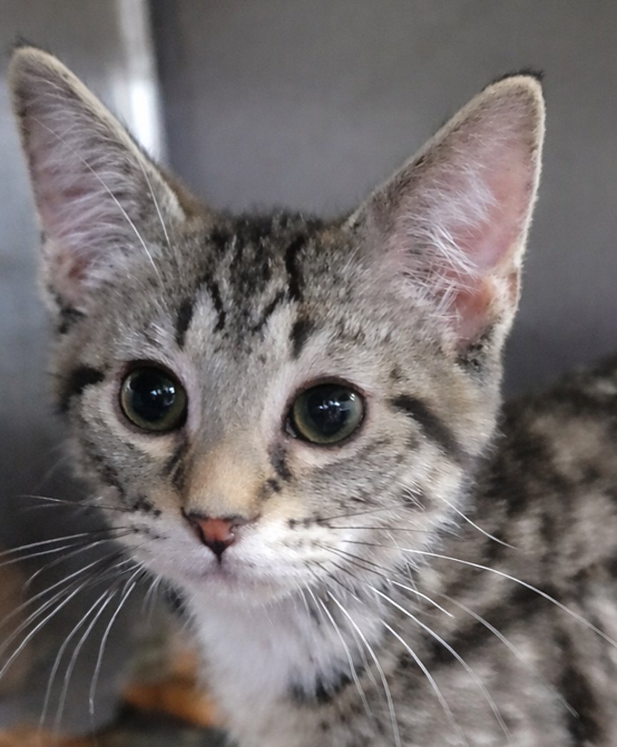 KITTEN CHECKERS - Domestic Short Hair / Tabby available for adoption