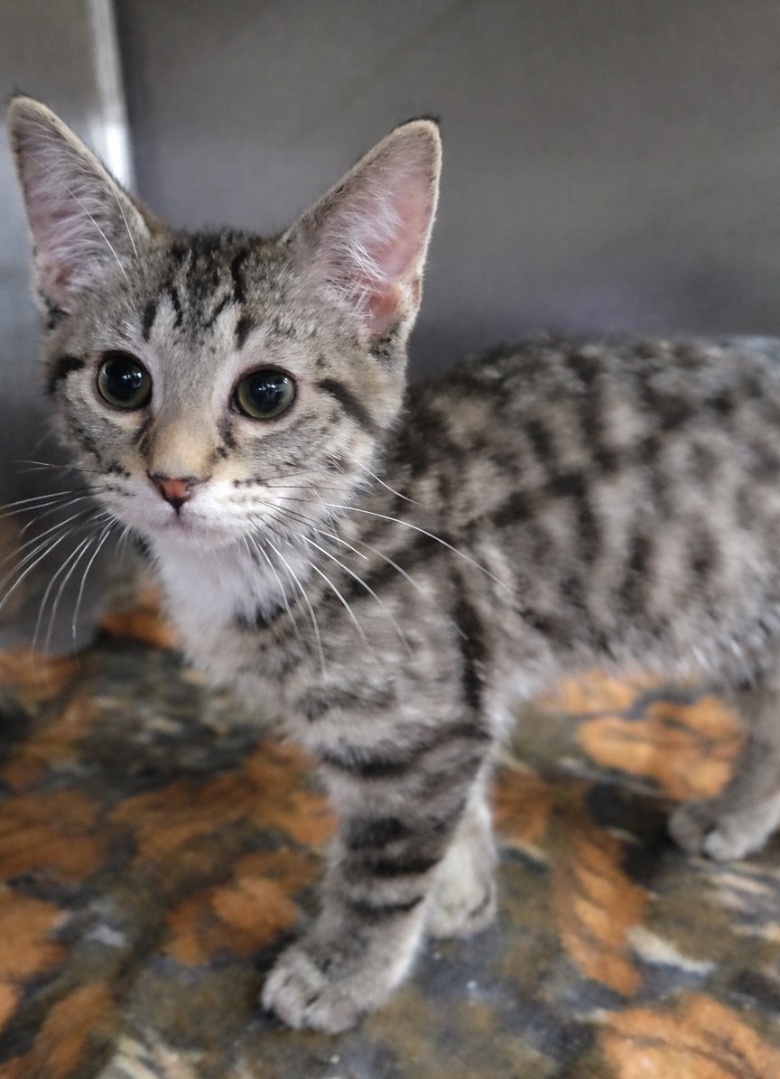 KITTEN CHECKERS - Domestic Short Hair / Tabby available for adoption