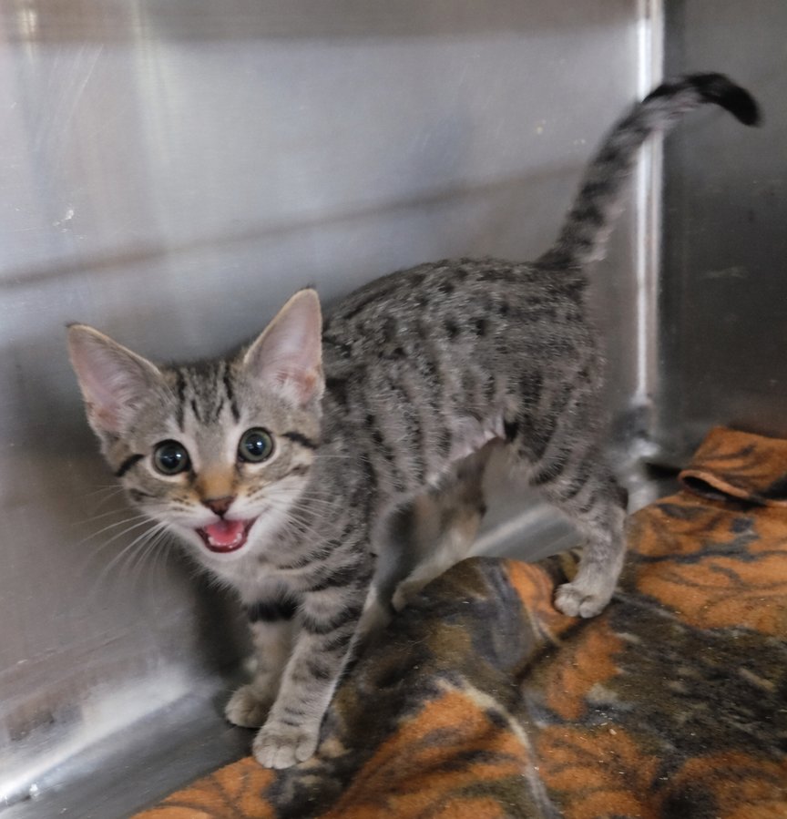 Kitten Checkers - Photo 3