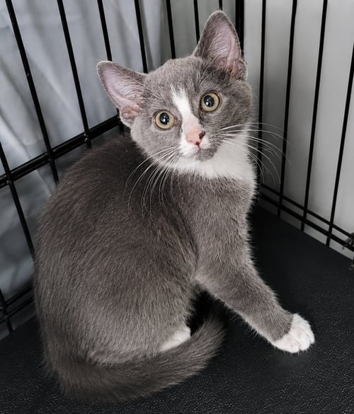 KITTEN GLUE STICK - Domestic Short Hair available for adoption