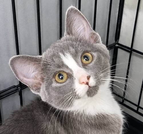 KITTEN GLUE STICK - Domestic Short Hair available for adoption