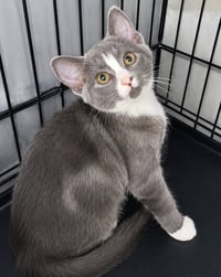 Kitten Glue Stick - Photo 4