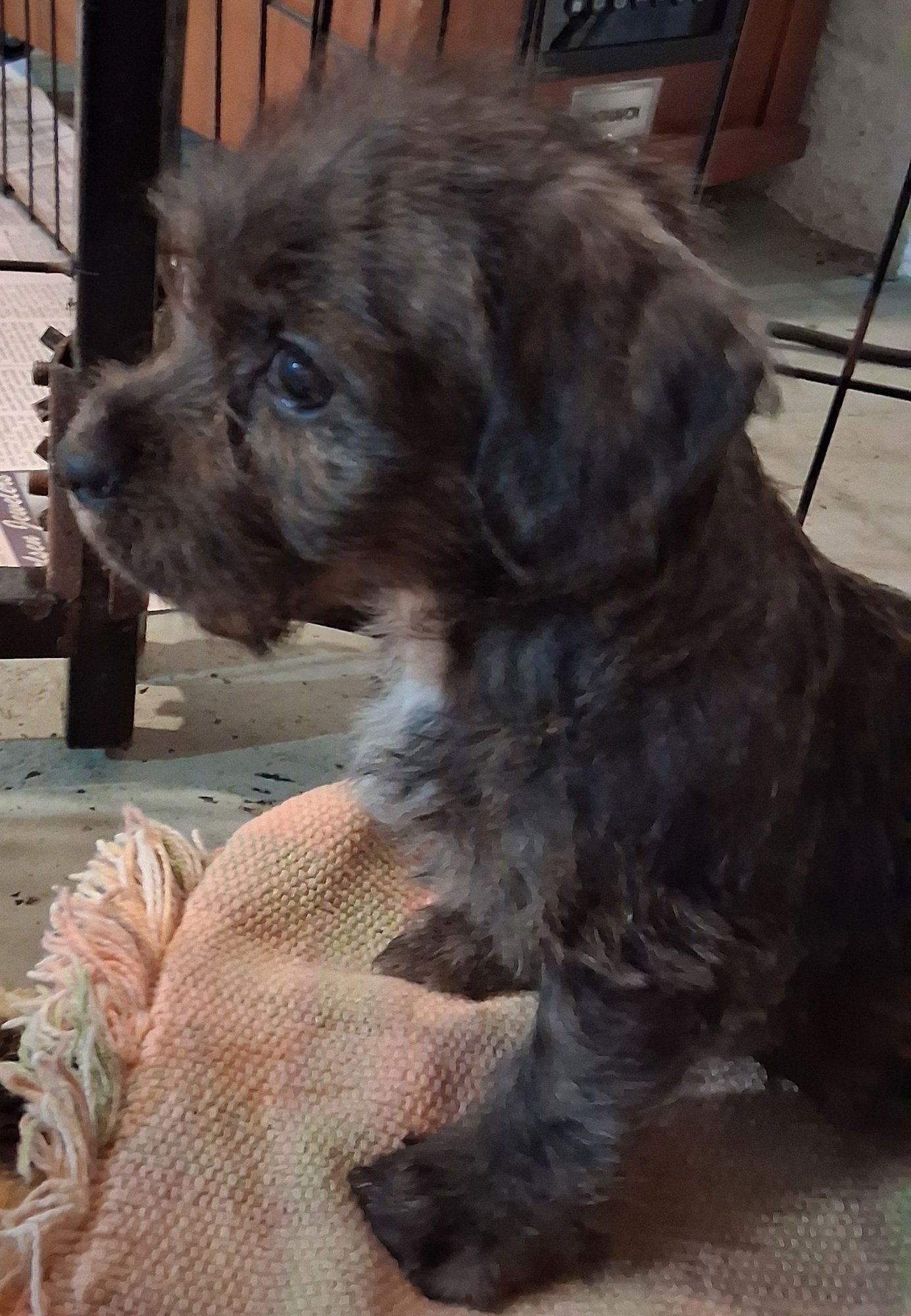 "PUPPY SAVANNAH" - Wheaten Terrier / Schnauzer available for adoption