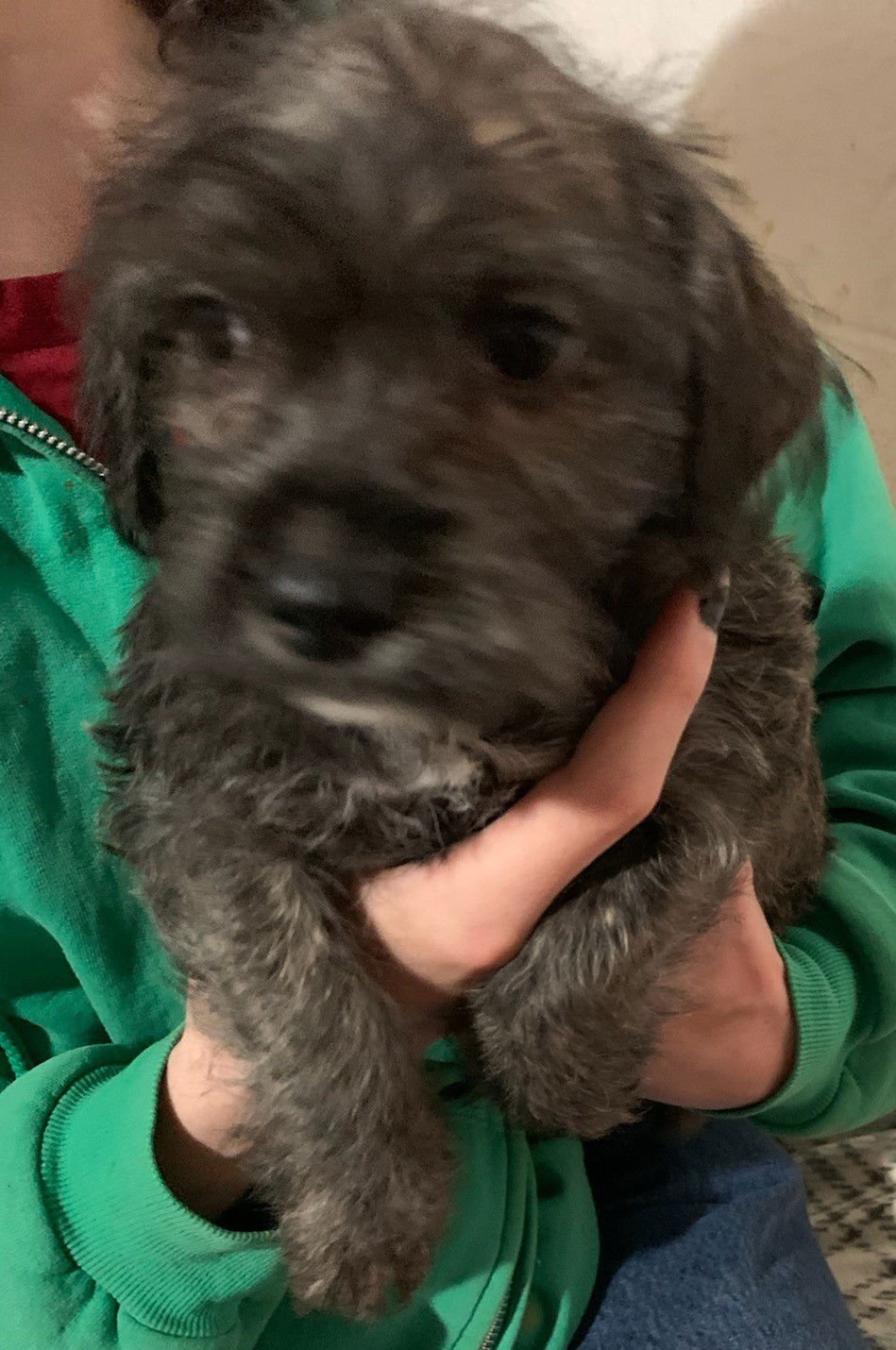 "PUPPY SAVANNAH" - Wheaten Terrier / Schnauzer available for adoption