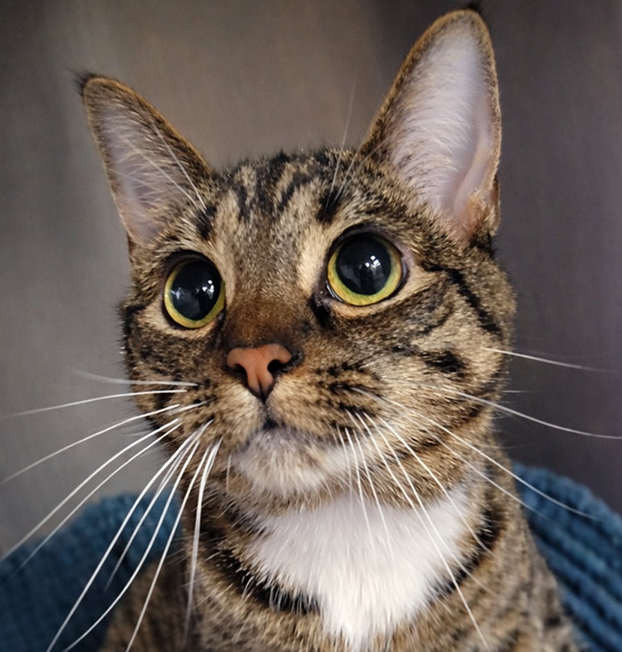 MOONEY - Domestic Short Hair / Tabby available for adoption