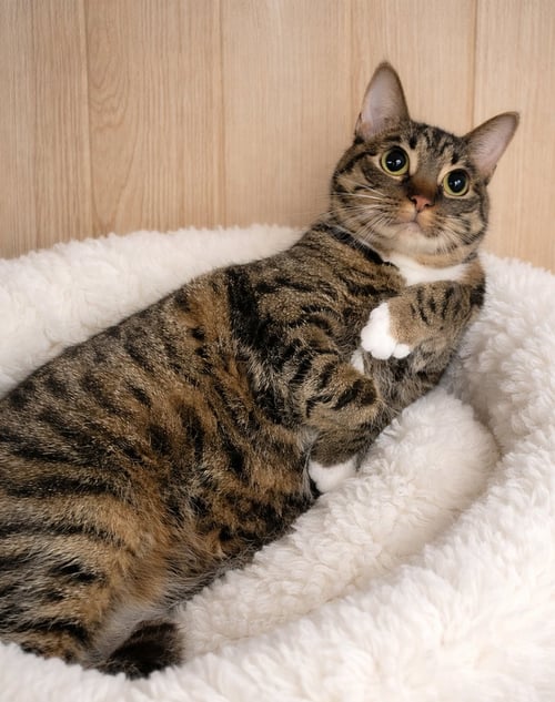 MOONEY - Domestic Short Hair / Tabby available for adoption