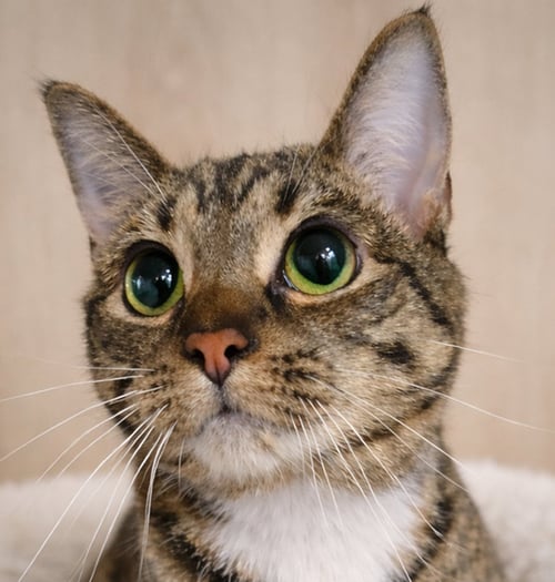 MOONEY - Domestic Short Hair / Tabby available for adoption