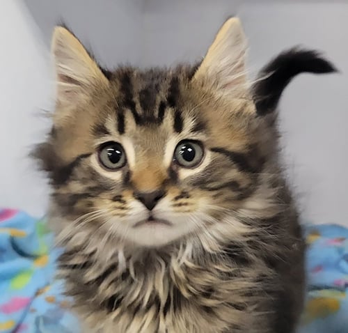KITTEN BAM