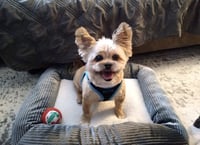 Frankie - Photo 1