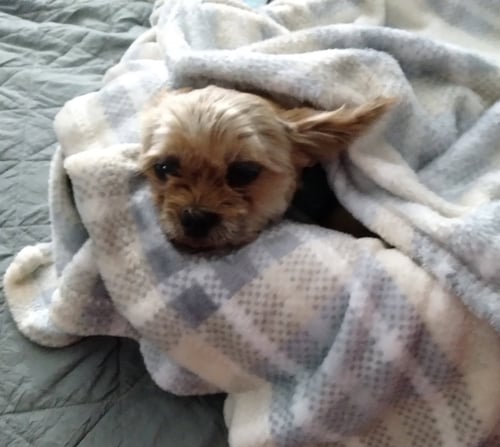 FRANKIE - Yorkshire Terrier Yorkie available for adoption