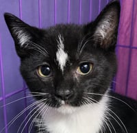Kitten Kirkland - Photo 1
