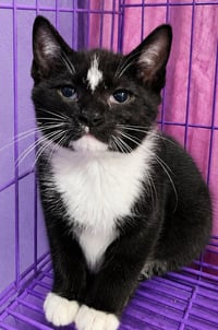 Kitten Kirkland - Photo 2