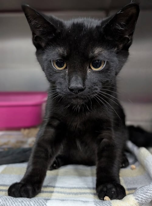 KITTEN KIRKLAND - Domestic Short Hair for adoption in Akron