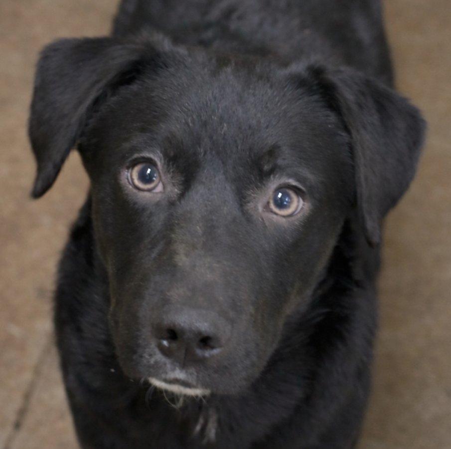PUPPY JACK - Collie / Black Labrador Retriever available for adoption
