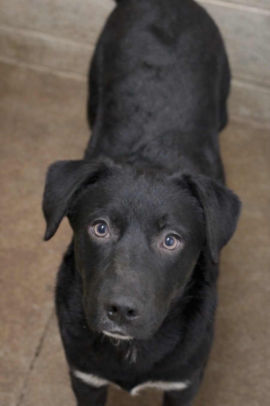 PUPPY JACK - Collie / Black Labrador Retriever available for adoption