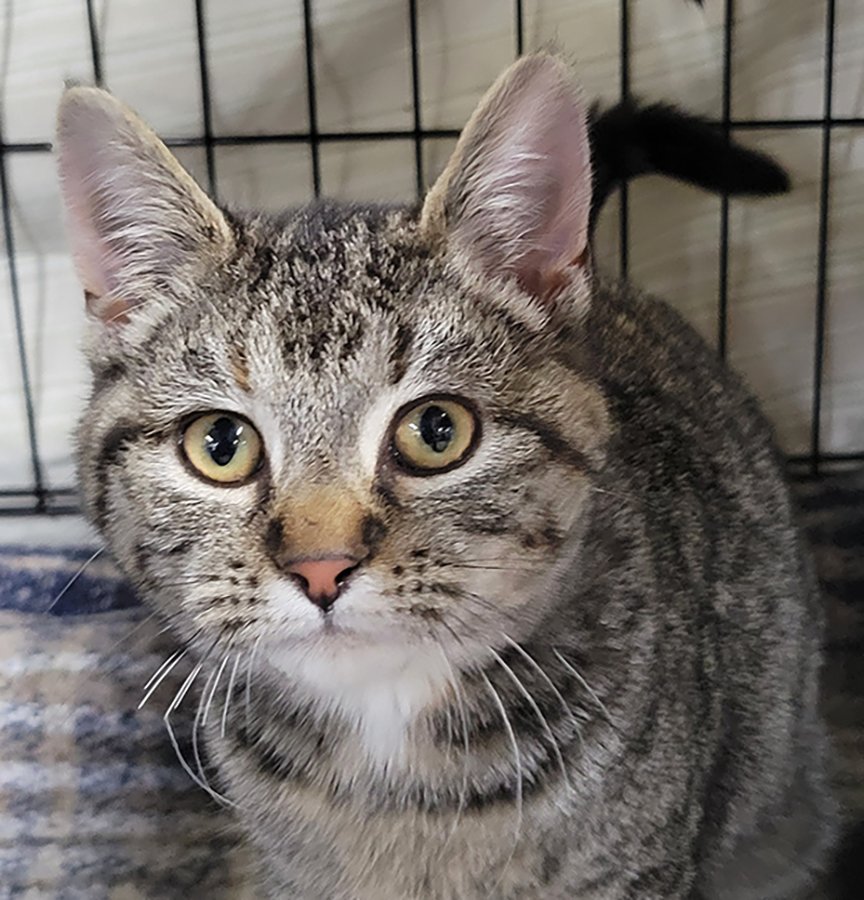 KITTEN PUZZLE - Tabby / Domestic Short Hair available for adoption