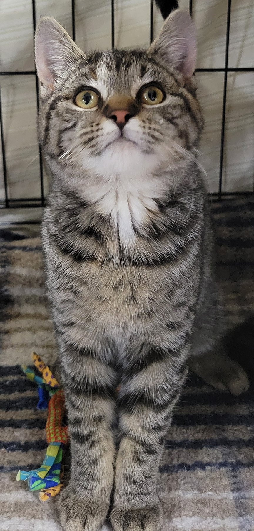 KITTEN PUZZLE - Tabby / Domestic Short Hair available for adoption