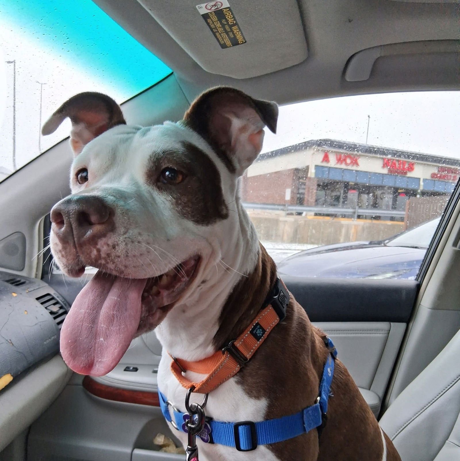 Sweet Honey - Photo 4