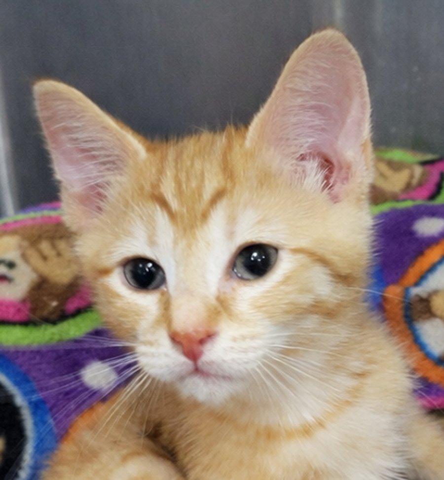 KITTEN ROUNDABOUT - Domestic Short Hair available for adoption