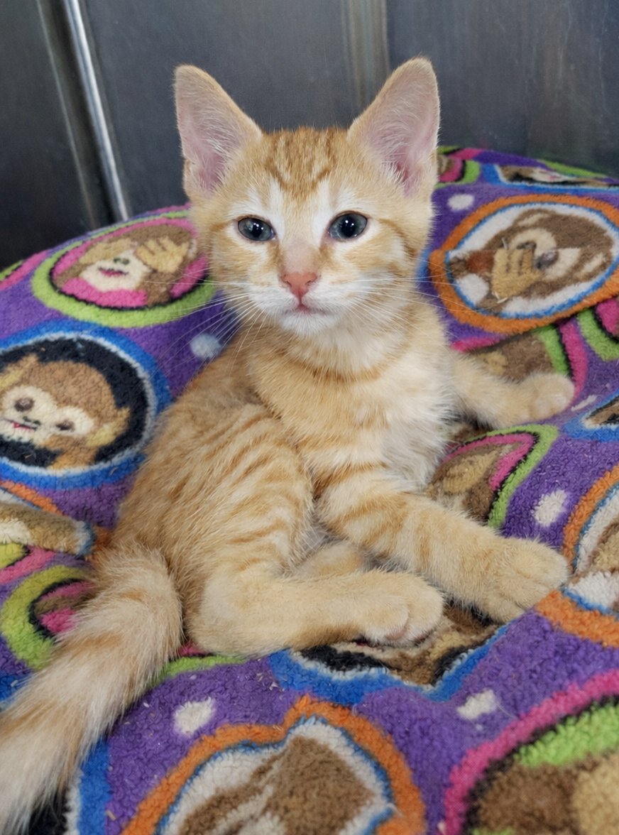 KITTEN ROUNDABOUT - Domestic Short Hair available for adoption