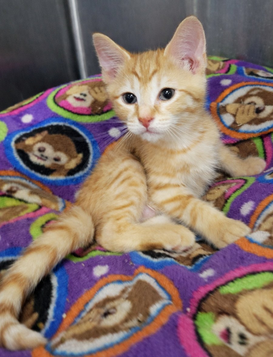 Kitten Roundabout - Photo 3