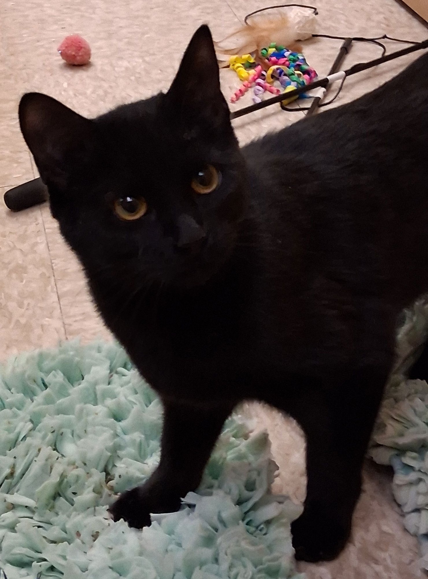 LAYLA @ MEDINA PETSMART (HAS VIDEO) - Domestic Medium Hair available for adoption