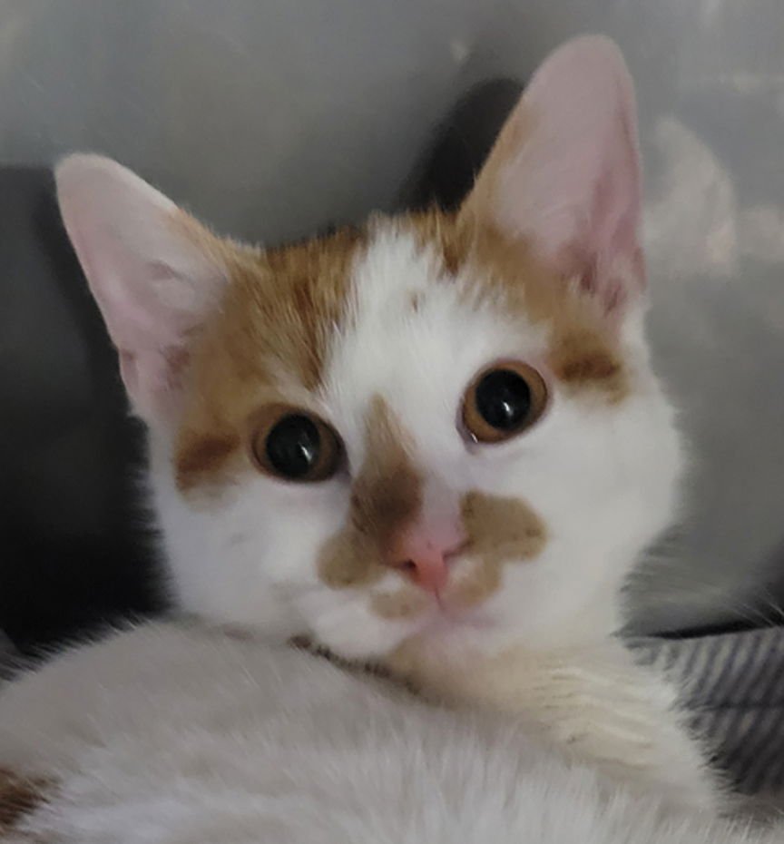 KITTEN COASTER - Domestic Short Hair available for adoption