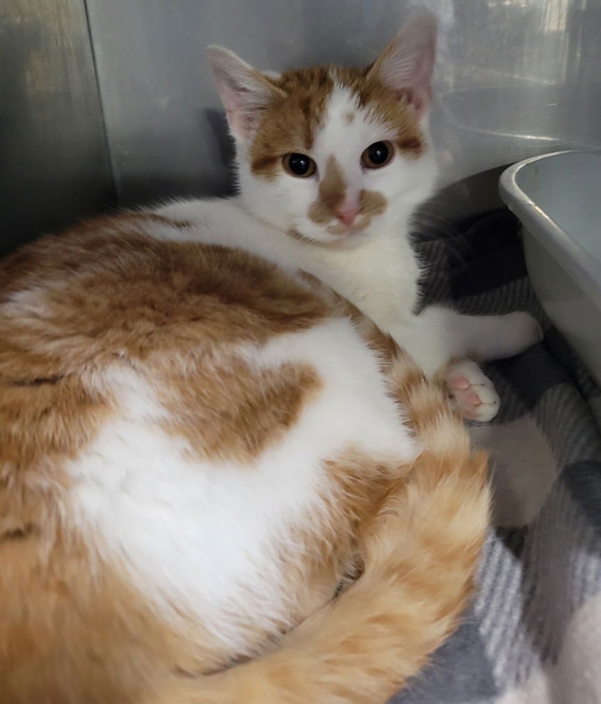 KITTEN COASTER - Domestic Short Hair available for adoption