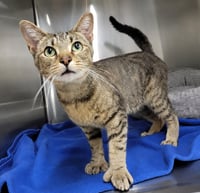 Hans *FIV+* (Polydactyl) - Photo 3