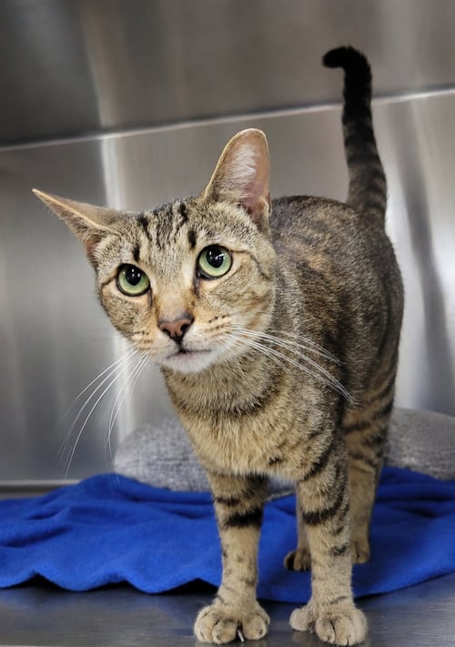 HANS *FIV+* (POLYDACTYL) - Tabby available for adoption