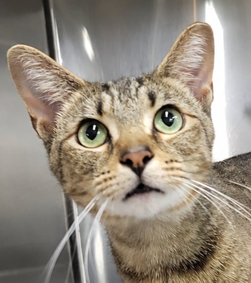 HANS *FIV+* (POLYDACTYL) - Tabby available for adoption