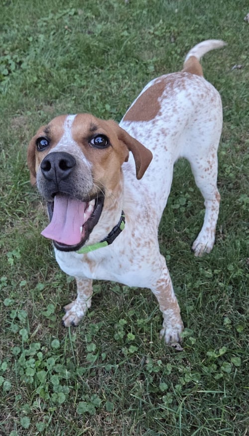 COURTESY POST: DODGE - Bluetick Coonhound / American Bulldog available for adoption