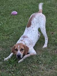 Courtesy post: Dodge - Photo 2