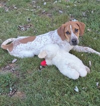 Courtesy post: Dodge - Photo 3