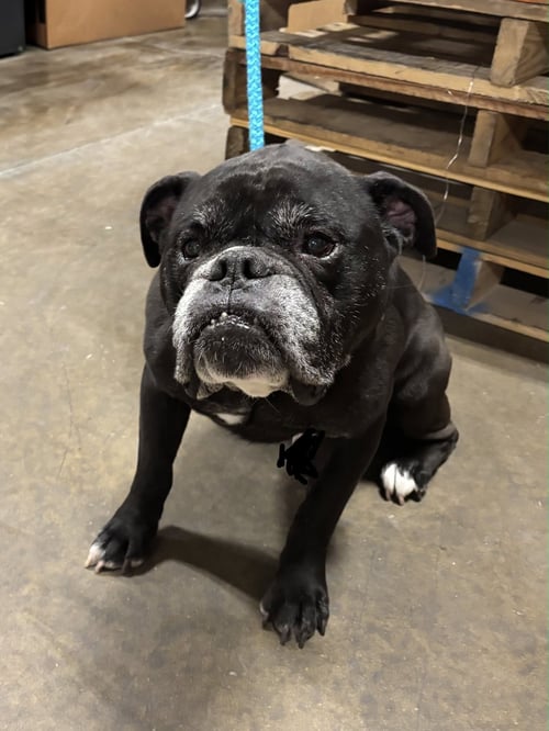 COURTESY POST  * RANDALL* - Bulldog available for adoption