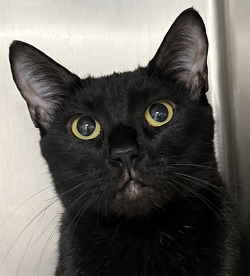 FIFI - Domestic Short Hair available for adoption