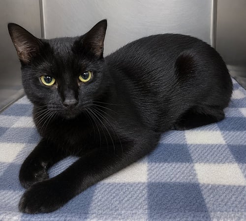 FIFI - Domestic Short Hair available for adoption