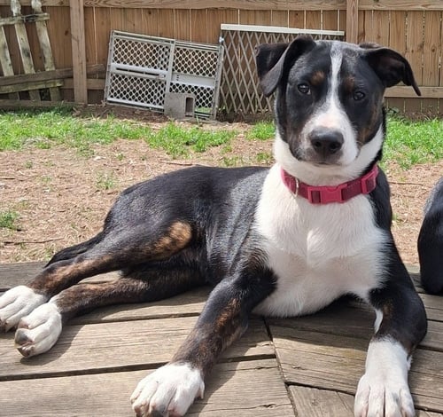 BABY JASON - Australian Shepherd available for adoption