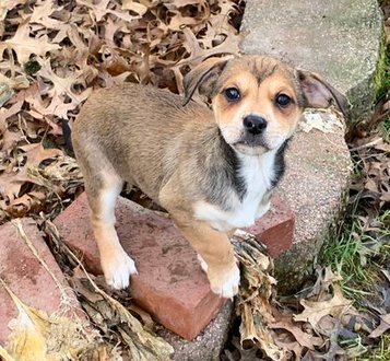 BONNIE BELL - Beagle / Jack Russell Terrier available for adoption