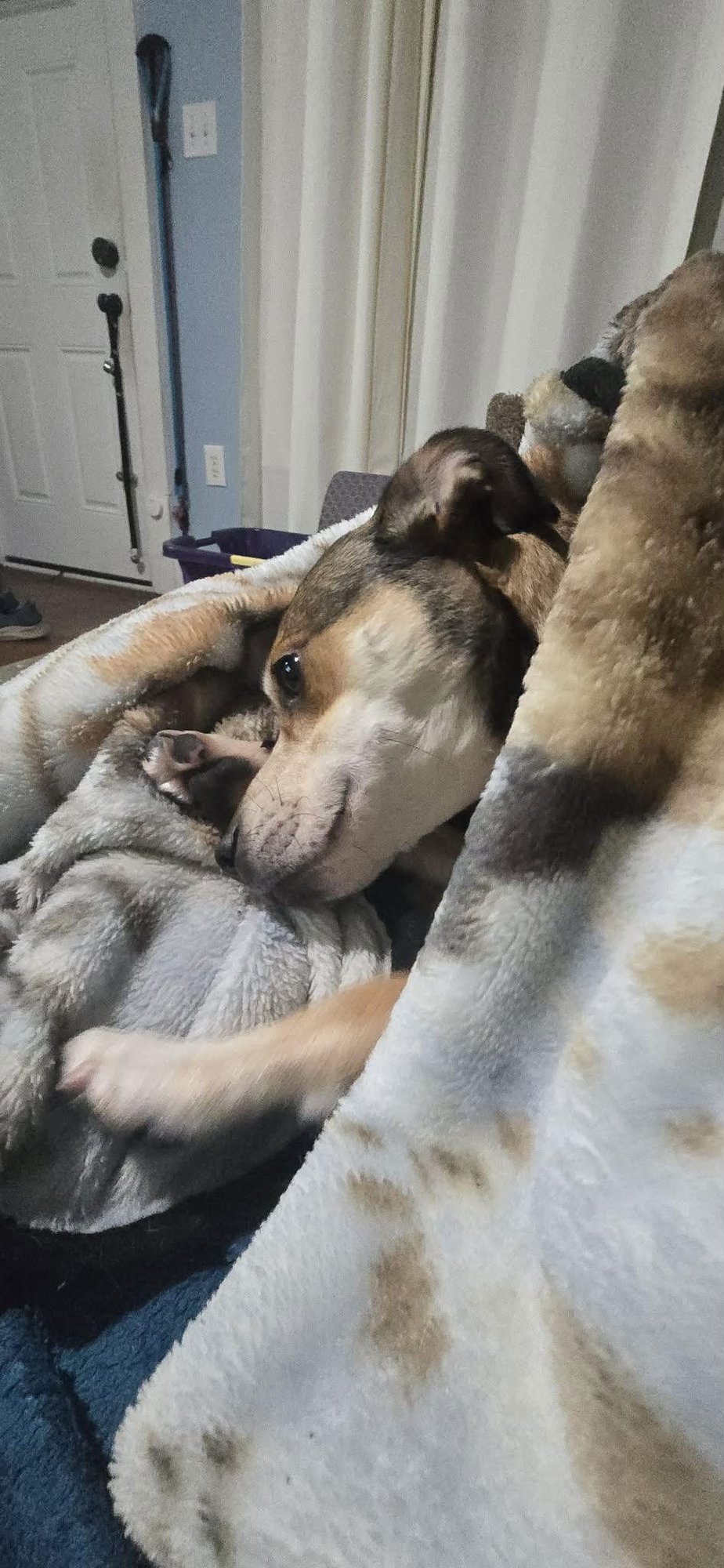 BONNIE BELL - Beagle / Jack Russell Terrier available for adoption