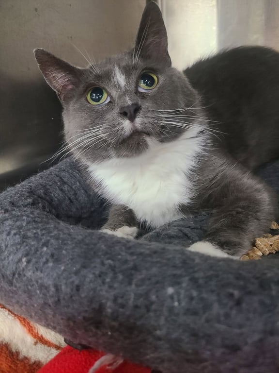Bellatrix *FIV+* Image